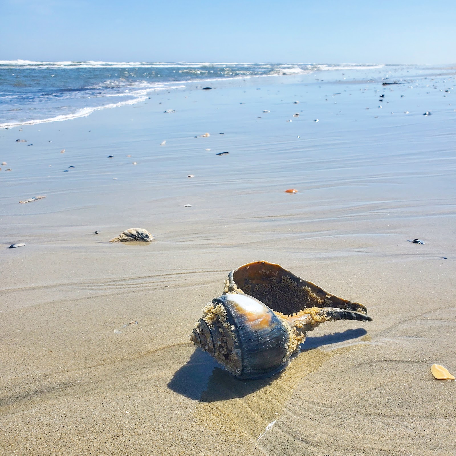 Lay of the Land Are you new to Chincoteague Island? Chincoteague Resort