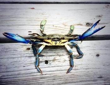 Chincoteague crabs