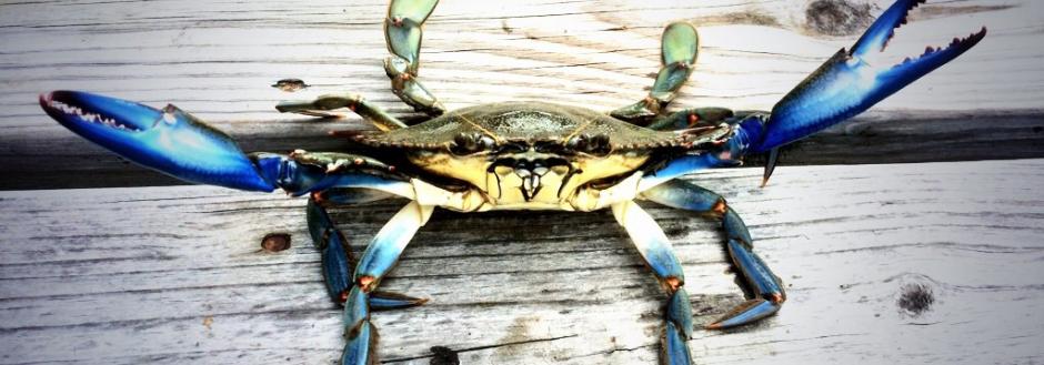 Chincoteague crabs